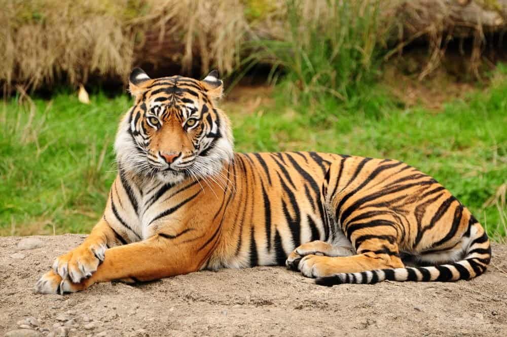 Animals: The Amazing World of Living Creatures